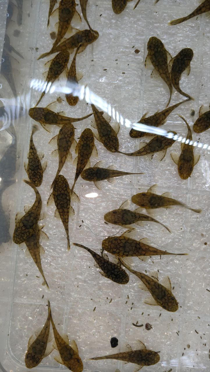 Ancistrus Wabenmuster Pleco Live (Size 1.25"-1.5") - High Quality