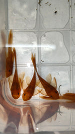 Load image into Gallery viewer, Plecoceramics Britlenose Super Red Long fins
