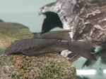 Load image into Gallery viewer, Breeding pair Ancistrus Green Dragon Long-Fin Live 2.5-3.5&quot; proven
