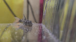 Load and play video in Gallery viewer, Hypancistrus L136b Pleco (1.25&quot;-1.5&quot;)
