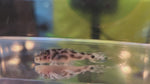 Cargar y reproducir el video en el visor de la galería, Hypancistrus L174 Live Pleco - Ocelot (1.15&quot;-1.25&quot;)
