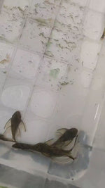 Load and play video in Gallery viewer, Breeding pair Ancistrus Green Dragon Long-Fin Live 2.5-3.5&quot; proven
