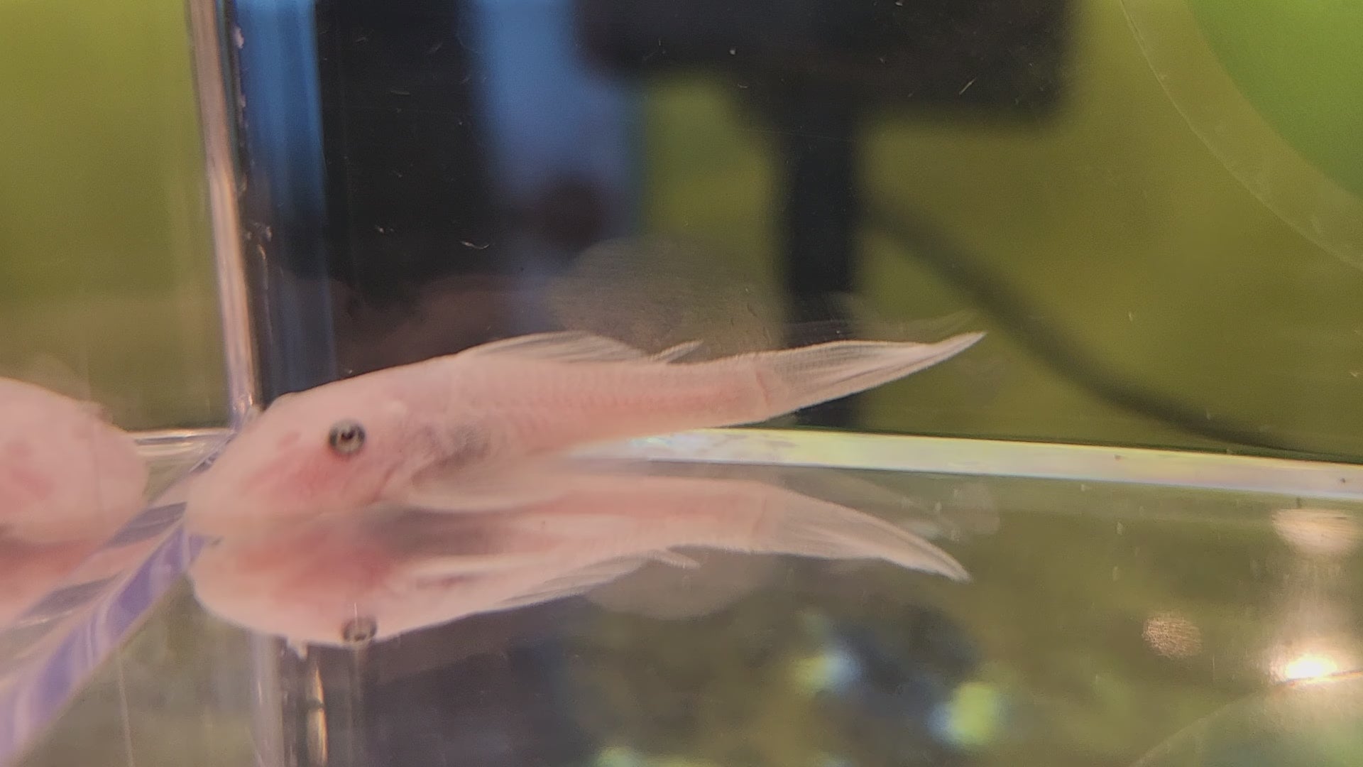 Ancistrus Bushynose Snow White Short-Fin (1.25"-1.5")