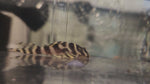 Load and play video in Gallery viewer, Hypancistrus L333 Gold Tiger Pleco - Plecoceramics Gold (1.25&quot;-1.5&quot;)
