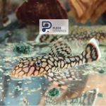 Load image into Gallery viewer, Ancistrus Wabenmuster Pleco Live (Size 1.25&quot;-1.5&quot;) - High Quality
