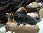 Load image into Gallery viewer, Pleco Cave Large

