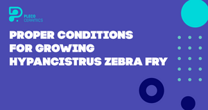 Proper Conditions for growing Hypancistrus Zebra Fry