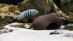 Load image into Gallery viewer, Cichlid Stone Small
