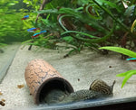 Load image into Gallery viewer, Pleco Cave Small
